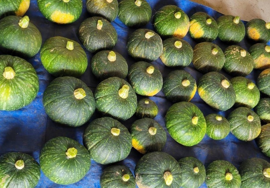 身近な野菜でSDGｓを学ぼう！「カボチャのグラタンと梨ゼリーでランチタイム♪」