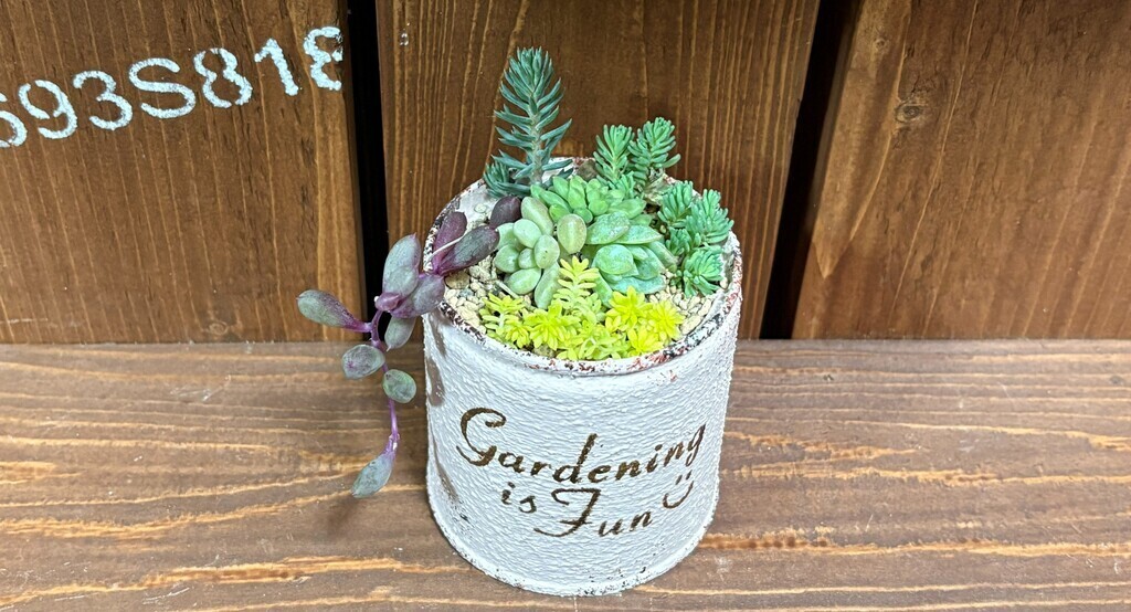リメイク缶に多肉植物を植えて育てよう！
