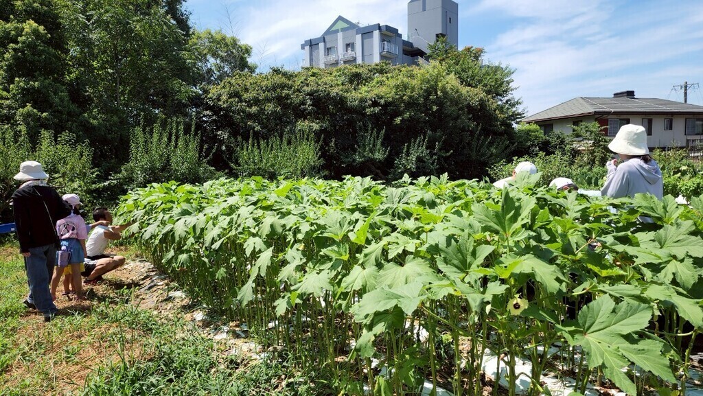畑の夏野菜でピザ作り
