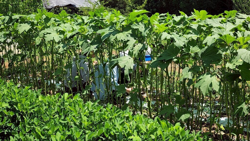 畑の夏野菜でピザ作り