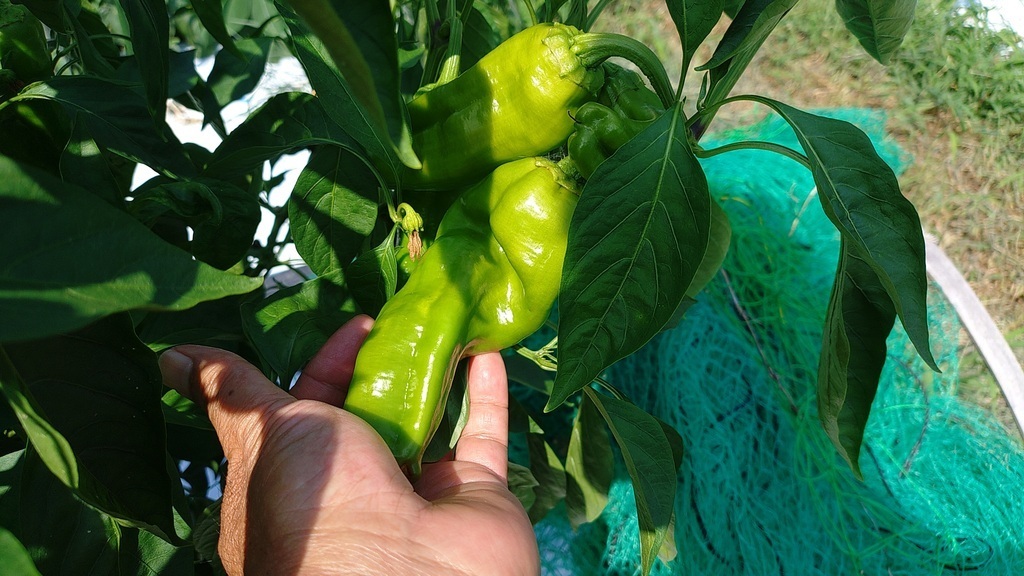 畑の夏野菜でピザ作り