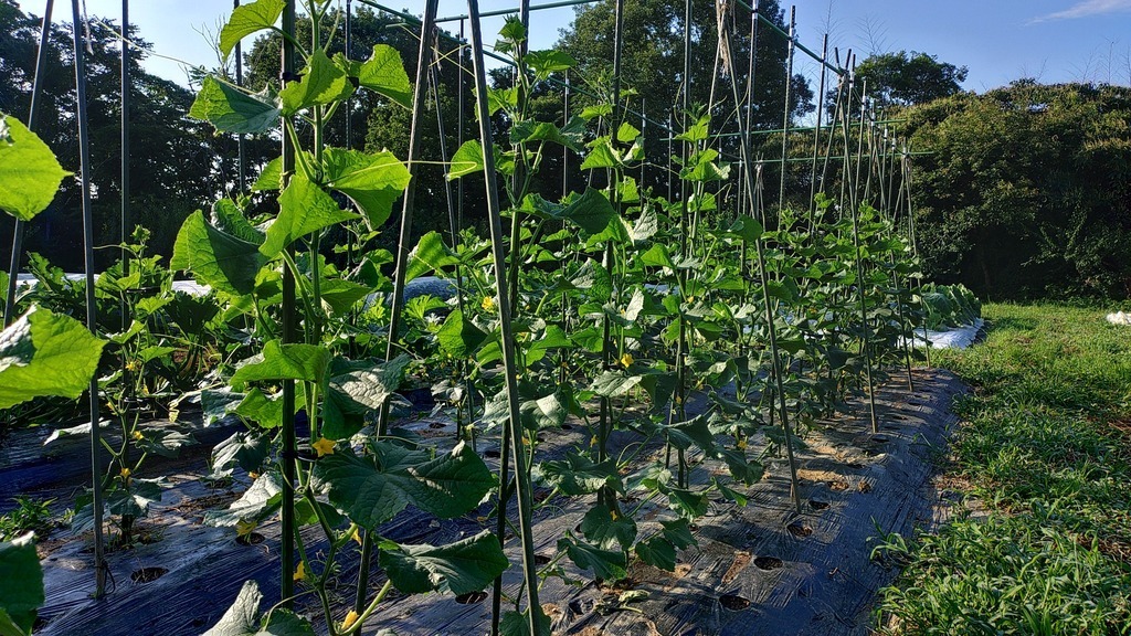 畑の夏野菜でピザ作り