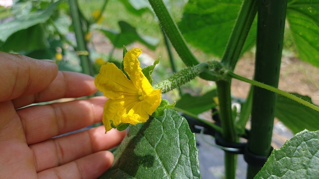 畑の夏野菜でピザ作り