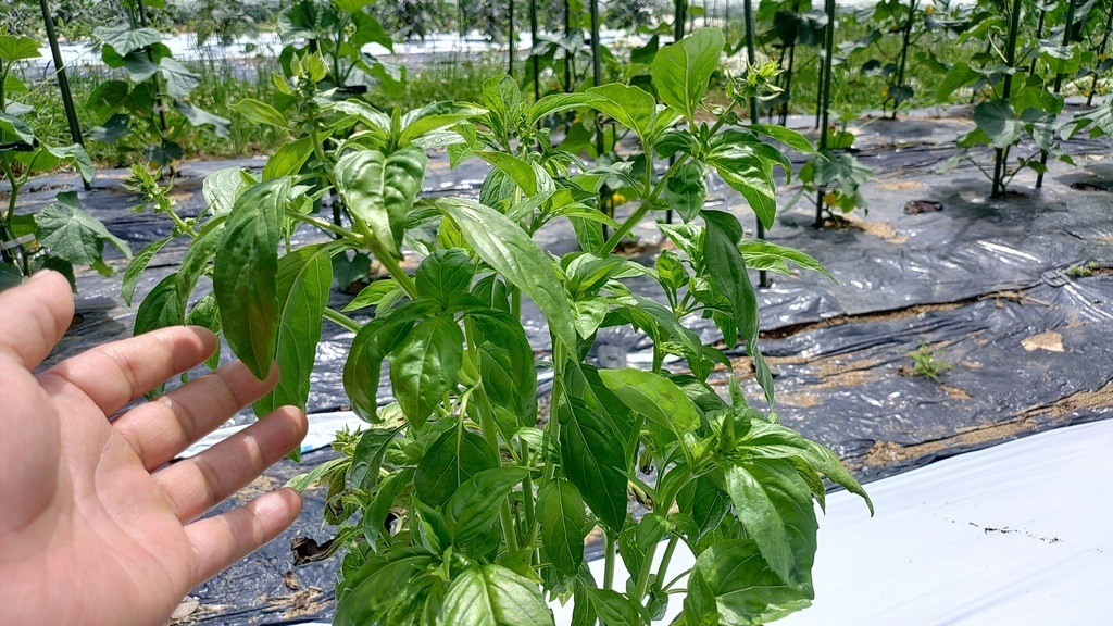 畑の夏野菜でピザ作り