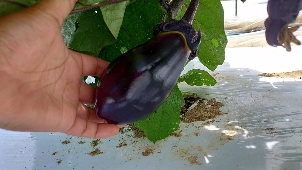 畑の夏野菜でピザ作り